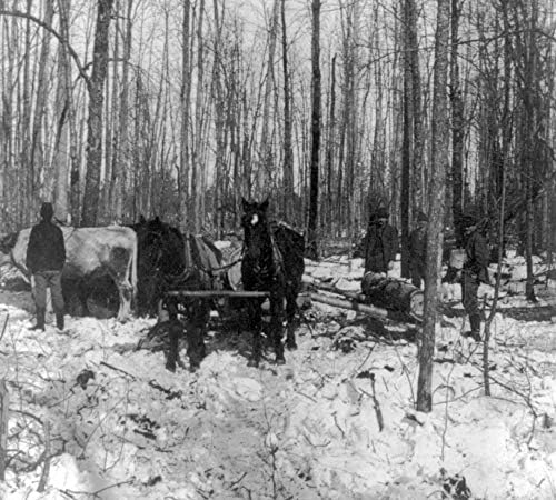 תצלומים אינסופיים 1900 צילום: כניסה ביער האורן | סוסים ושוורים מישיגן מושכים יומנים | עיצוב אמנות קיר וינטג